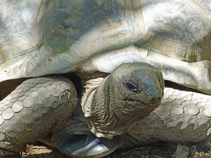 Seychelles (aka Aldabra) giant tortoise1.jpg